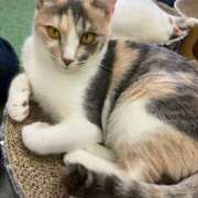 ヒメ日記 2026/02/28 01:25 投稿 河美　ひらり OL精薬