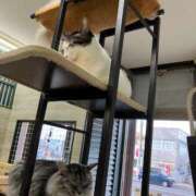 河美　ひらり Avanti 仲良しさん💌 OL精薬