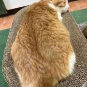 ヒメ日記 2026/03/05 01:05 投稿 河美　ひらり OL精薬