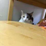 ヒメ日記 2026/03/14 01:15 投稿 河美　ひらり OL精薬