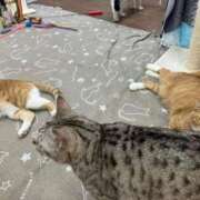 ヒメ日記 2026/03/16 00:25 投稿 河美　ひらり OL精薬