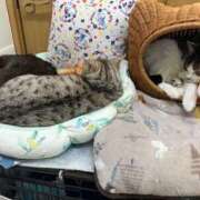 ヒメ日記 2026/03/19 01:15 投稿 河美　ひらり OL精薬