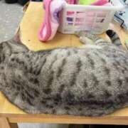 ヒメ日記 2026/03/21 01:15 投稿 河美　ひらり OL精薬