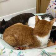 ヒメ日記 2026/03/22 01:05 投稿 河美　ひらり OL精薬