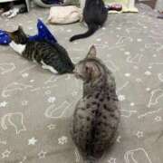 ヒメ日記 2026/03/23 01:05 投稿 河美　ひらり OL精薬