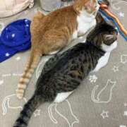 ヒメ日記 2026/03/23 01:25 投稿 河美　ひらり OL精薬