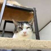 ヒメ日記 2026/03/28 00:45 投稿 河美　ひらり OL精薬