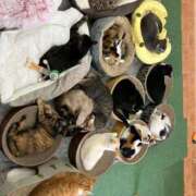 ヒメ日記 2026/03/29 02:25 投稿 河美　ひらり OL精薬