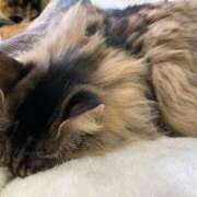 ヒメ日記 2026/03/30 01:25 投稿 河美　ひらり OL精薬