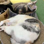 ヒメ日記 2026/04/02 00:45 投稿 河美　ひらり OL精薬