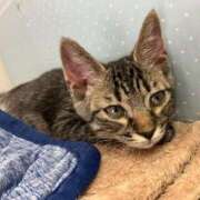 ヒメ日記 2026/04/06 01:15 投稿 河美　ひらり OL精薬