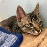 ヒメ日記 2026/04/06 01:35 投稿 河美　ひらり OL精薬