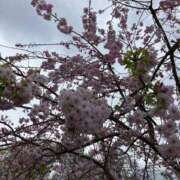 ヒメ日記 2026/04/11 00:35 投稿 河美　ひらり OL精薬