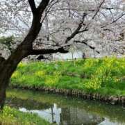 ヒメ日記 2026/04/11 01:05 投稿 河美　ひらり OL精薬