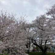 ヒメ日記 2026/04/12 01:15 投稿 河美　ひらり OL精薬