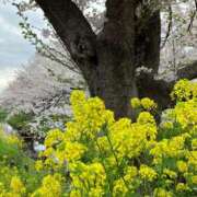 ヒメ日記 2026/04/13 00:25 投稿 河美　ひらり OL精薬