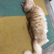 ヒメ日記 2026/04/22 01:25 投稿 河美　ひらり OL精薬