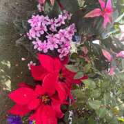 ヒメ日記 2024/12/25 17:15 投稿 あゆみ 小田原人妻城