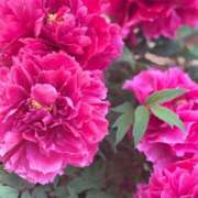 ヒメ日記 2025/03/23 15:42 投稿 あゆみ 小田原人妻城