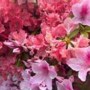 ヒメ日記 2025/04/24 19:18 投稿 あゆみ 小田原人妻城