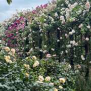 ヒメ日記 2025/05/26 09:33 投稿 あゆみ 小田原人妻城