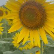 ヒメ日記 2025/08/12 08:18 投稿 あゆみ 小田原人妻城