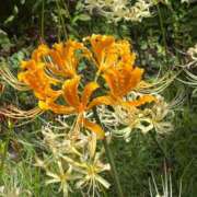 ヒメ日記 2025/09/22 22:29 投稿 あゆみ 小田原人妻城