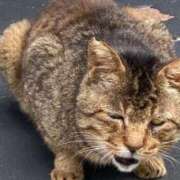 ヒメ日記 2025/06/07 09:19 投稿 わかな SUZUME