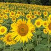 ヒメ日記 2025/07/29 09:25 投稿 わかな SUZUME