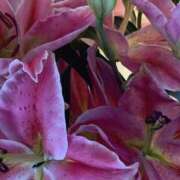 ヒメ日記 2026/01/09 17:30 投稿 わかな SUZUME