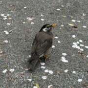 ヒメ日記 2026/04/14 09:05 投稿 わかな SUZUME