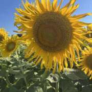 ヒメ日記 2025/08/13 11:58 投稿 せな 千葉人妻セレブリティ（ユメオト）