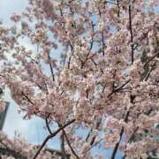 ヒメ日記 2025/03/29 19:31 投稿 るる 神田エマニエル