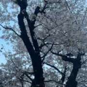 ヒメ日記 2025/04/04 05:48 投稿 かえで 東京妻