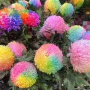 ヒメ日記 2025/01/03 14:51 投稿 あいり Queen Angel(クイーンエンジェル)