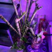 ヒメ日記 2025/08/01 10:27 投稿 あいり Queen Angel(クイーンエンジェル)