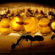 ヒメ日記 2026/01/20 09:42 投稿 あいり Queen Angel(クイーンエンジェル)