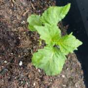 ヒメ日記 2025/06/11 19:22 投稿 山田まゆ 五十路マダム宇都宮店(カサブランカグループ)