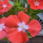 ヒメ日記 2025/08/25 20:16 投稿 山田まゆ 五十路マダム宇都宮店(カサブランカグループ)