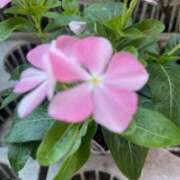 ヒメ日記 2025/08/28 00:12 投稿 山田まゆ 五十路マダム宇都宮店(カサブランカグループ)