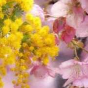 ヒメ日記 2025/04/12 09:26 投稿 多部音々(たべねおん) 五十路マダムエクスプレス厚木店(カサブランカグループ)