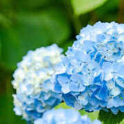 ヒメ日記 2025/06/08 18:20 投稿 多部音々(たべねおん) 五十路マダムエクスプレス厚木店(カサブランカグループ)