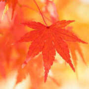 ヒメ日記 2025/11/16 15:58 投稿 多部音々(たべねおん) 五十路マダムエクスプレス厚木店(カサブランカグループ)