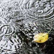 ヒメ日記 2025/12/14 09:14 投稿 多部音々(たべねおん) 五十路マダムエクスプレス厚木店(カサブランカグループ)