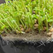 ヒメ日記 2025/04/18 12:10 投稿 華宮まこ キュア＆マジック