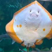 ヒメ日記 2026/01/31 07:28 投稿 華宮まこ キュア＆マジック