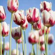 ヒメ日記 2025/05/04 21:46 投稿 中西 鶯谷人妻城