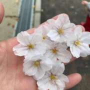 ヒメ日記 2025/03/21 16:00 投稿 なつ 人妻美人館