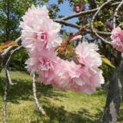 ヒメ日記 2025/04/24 15:33 投稿 なつ 人妻美人館