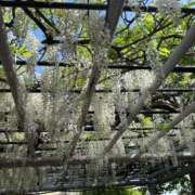 ヒメ日記 2025/04/28 13:25 投稿 なつ 人妻美人館